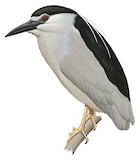 Black-crowned Night Heron Illustration