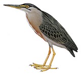 Lava Heron Illustration