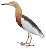 Javan Pond Heron Illustration