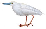 Malagasy Pond Heron Illustration