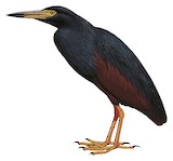 Rufous-bellied Heron Illustration