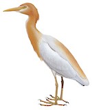 Eastern Cattle Egret Illustration