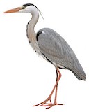 Grey Heron Illustration