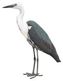 White-necked Heron Illustration