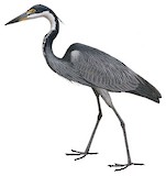 Black-headed Heron Illustration