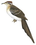 Pheasant Cuckoo Illustration