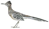 Greater Roadrunner Illustration