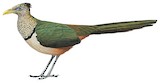 Rufous-vented Ground Cuckoo Illustration