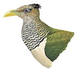 Scaled Ground Cuckoo Illustration