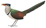 Red-billed Ground Cuckoo Illustration