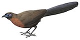 Red-breasted Coua Illustration