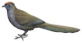 Red-fronted Coua Illustration