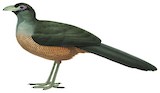 Sumatran Ground Cuckoo Illustration