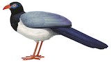 Coral-billed Ground Cuckoo Illustration