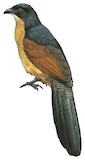 Gabon Coucal Illustration