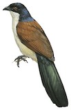 Blue-headed Coucal Illustration