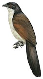 Coppery-tailed Coucal Illustration