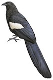 Goliath Coucal Illustration