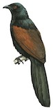 Malagasy Coucal Illustration