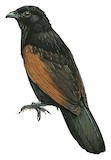 Black Coucal Illustration