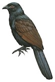 Philippine Coucal Illustration