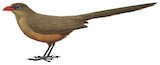 Sirkeer Malkoha Illustration