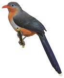 Red-billed Malkoha Illustration