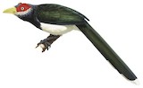 Red-faced Malkoha Illustration