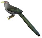 Green-billed Malkoha Illustration