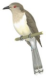 Ash-colored Cuckoo Illustration