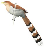 Squirrel Cuckoo Illustration