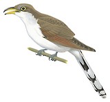 Yellow-billed Cuckoo Illustration