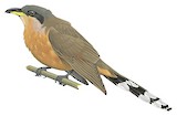 Mangrove Cuckoo Illustration