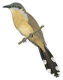 Dark-billed Cuckoo Illustration