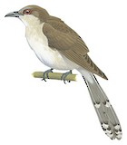 Black-billed Cuckoo Illustration