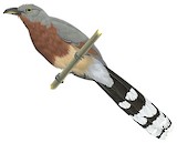 Bay-breasted Cuckoo Illustration