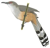 Great Lizard Cuckoo Illustration