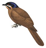 Dwarf Koel Illustration