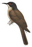 Long-billed Cuckoo Illustration