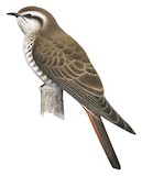 Horsfield's Bronze Cuckoo Illustration