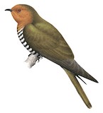 Rufous-throated Bronze Cuckoo Illustration