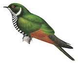 White-eared Bronze Cuckoo Illustration