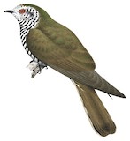 Little Bronze Cuckoo Illustration