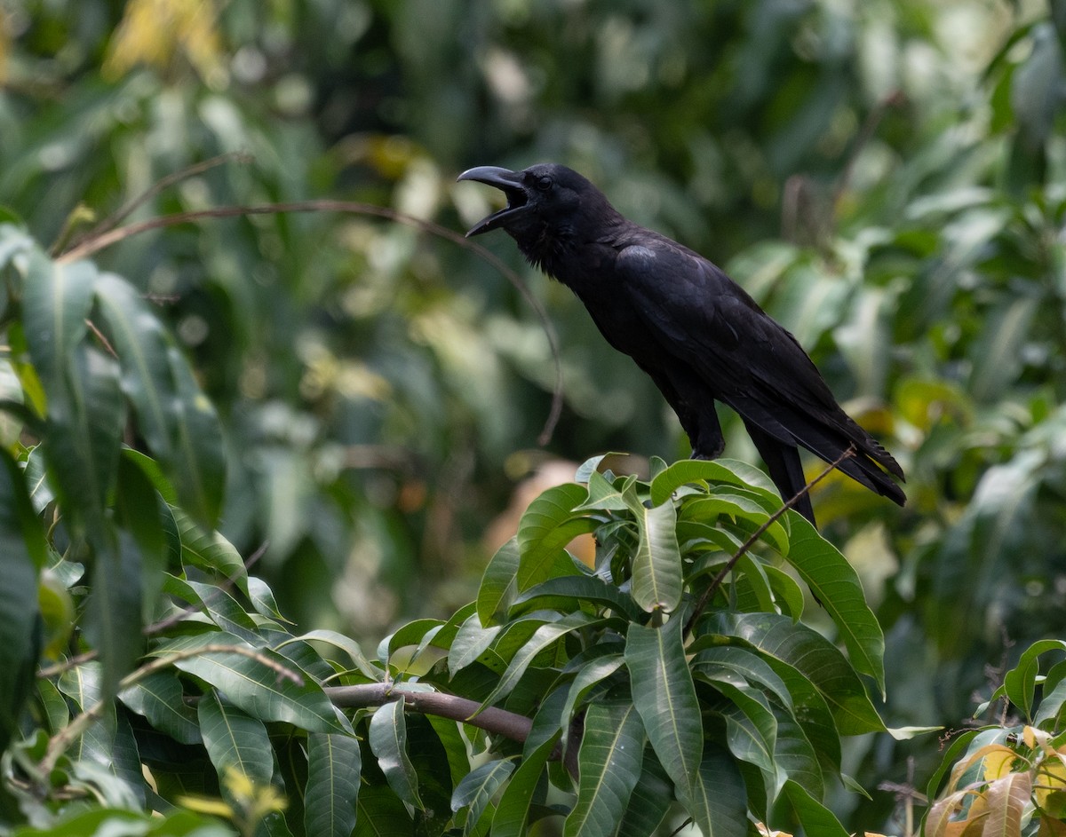 Large-billed Crow - ML153358181