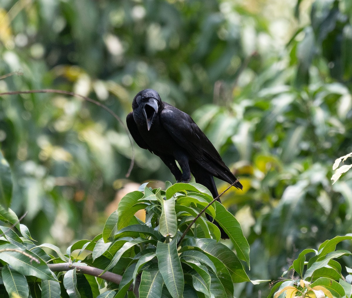 Large-billed Crow - ML153358191