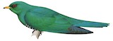 Asian Emerald Cuckoo Illustration