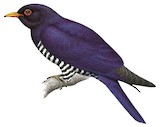 Violet Cuckoo Illustration