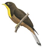 Yellow-throated Cuckoo Illustration