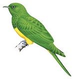 African Emerald Cuckoo Illustration