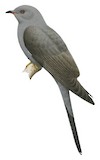 Grey-bellied Cuckoo Illustration